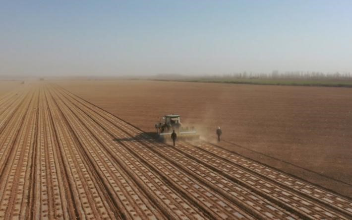 Hosszú párhuzamos sorok mentén haladó traktor